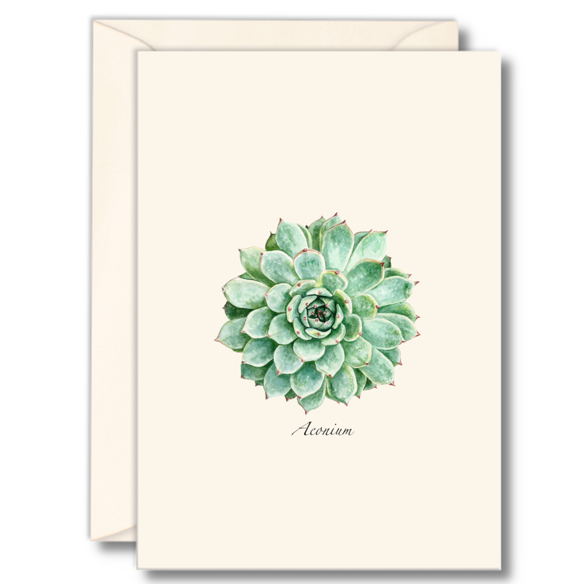 succulent notecards Succulent Notecards
