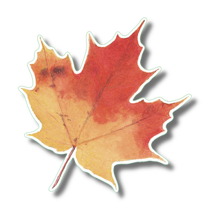 Sugar maple leaf stickers on durable vinyl highlighting a native tree species