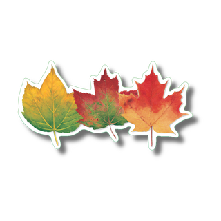 Three maples stickers featuring native tree species with vibrant, weather-resistant colors for naturalists and forest enthusiasts