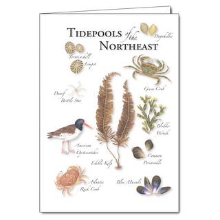 Tidepools of the Northeast greeting card highlighting coastal creatures found along rocky shores