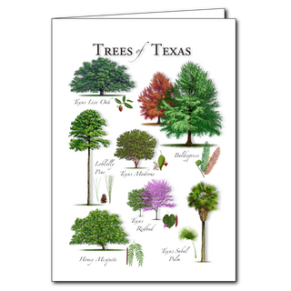 Texas trees greeting card inspired by regional plant life