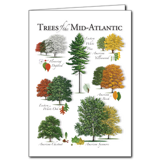 Mid-Atlantic trees greeting card inspired by regional woodlands