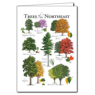Trees of the Northeast greeting card celebrating native forests and landscapes