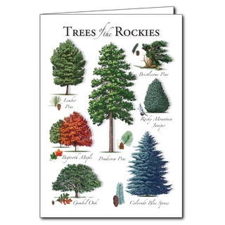 Rockies trees greeting card highlighting mountain forests
