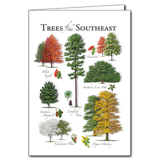 Southeast trees greeting card celebrating diverse southern forests