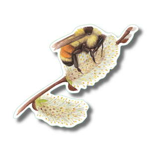 Tri-colored bumblebee stickers on durable vinyl, perfect for identifying pollinator species in your backyard or garden