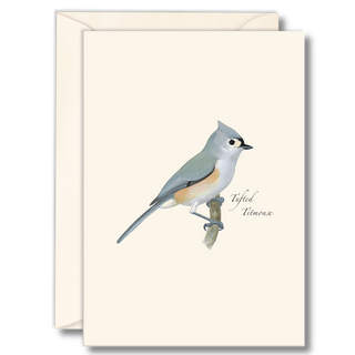 Tufted titmouse notecard showcasing a curious backyard bird