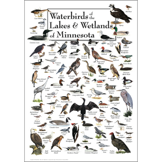 Gorgeous Waterbirds of the Lakes & Wetlands of Minnesota Poster, illustrated by expert naturalists for easy identification and exploration.