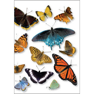 Western butterfly wrap greeting card celebrating regional species