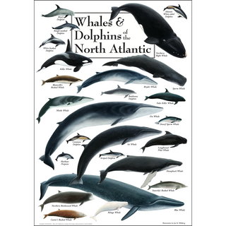Premium Whales & Dolphins of the North Atlantic Poster, drawn by expert illustrators for nature lovers, ready to frame.