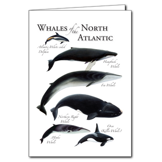 North Atlantic whales greeting card inspired by iconic ocean mammals, blank inside