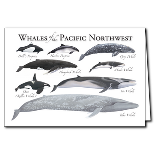 Pacific Northwest whales greeting card inspired by coastal waters