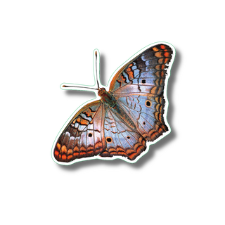 White peacock butterfly stickers on durable vinyl showing a subtropical butterfly species