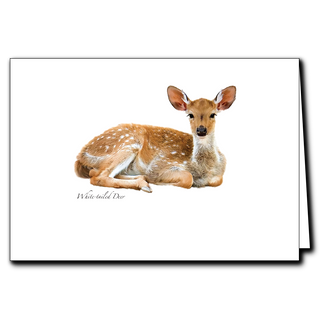 White-tailed deer greeting card with a detailed wildlife illustration, blank inside for notes