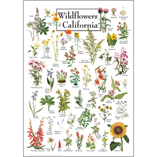 Colorful Wildflowers of California Poster, crafted by expert illustrators for education and identification, loved by nature enthusiasts.