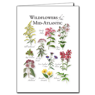 Wildflowers of the Mid-Atlantic greeting card made in recycled paper. Species & artist info on back.
