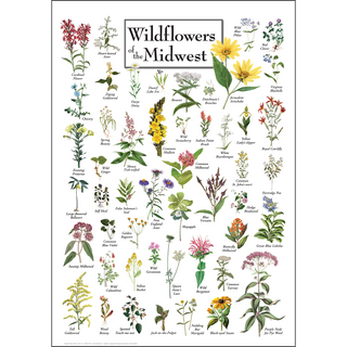 Gorgeous Wildflowers of the Midwest Poster, fade-resistant inks keep colors vivid for years, a must-have for any nature lover.