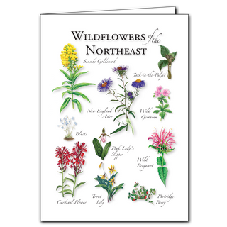 Northeast wildflowers greeting card inspired by seasonal native plants