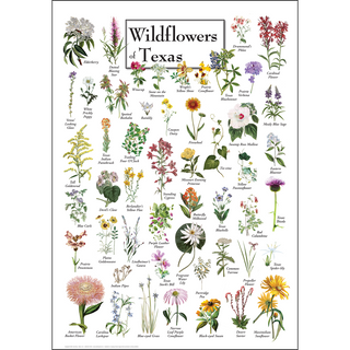 Premium Wildflowers of Texas Poster, ships in a sturdy 2" mailing tube, ready to frame and display anywhere.