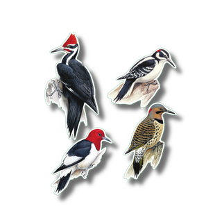 Woodpeckers stickers on water-resistant vinyl showing North American woodpecker species