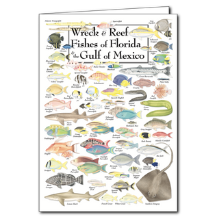 Florida and Gulf wreck fishes greeting card with marine variety, blank inside