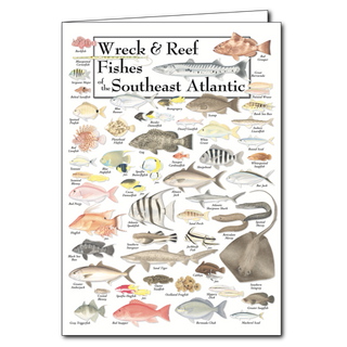 Southeast Atlantic wreck and reef fishes greeting card, blank inside