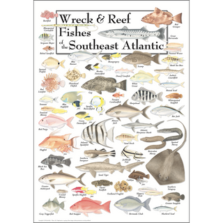 Nature-inspired Wreck & Reef Fishes of the Southeast Atlantic Coast Poster, with high-quality ink, prepared to stand the test of time.