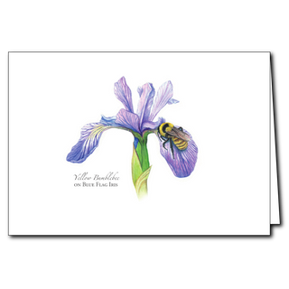 Yellow Bumblebee on Iris greeting card. Illustrated by expert naturalists. Blank inside